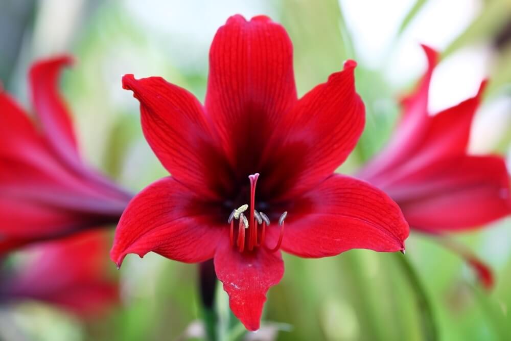 Red Amaryllis Flower Meaning