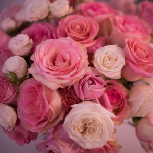 Different Kinds of Roses