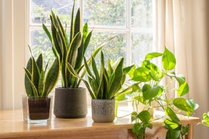 harmful plants in the bedroom