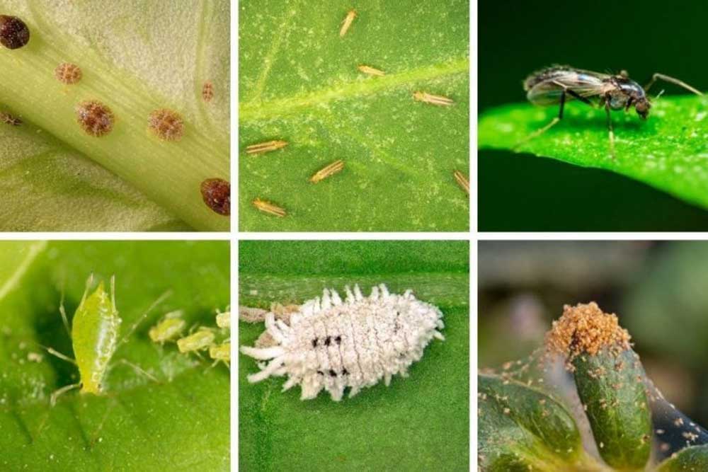 Types of pests of houseplants