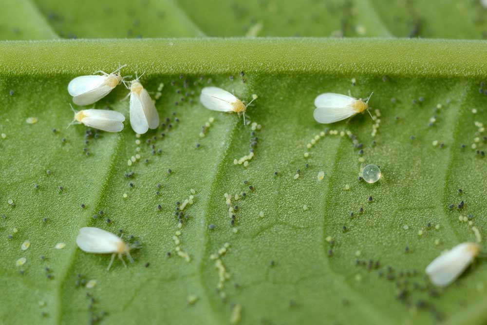 Types of pests of houseplants