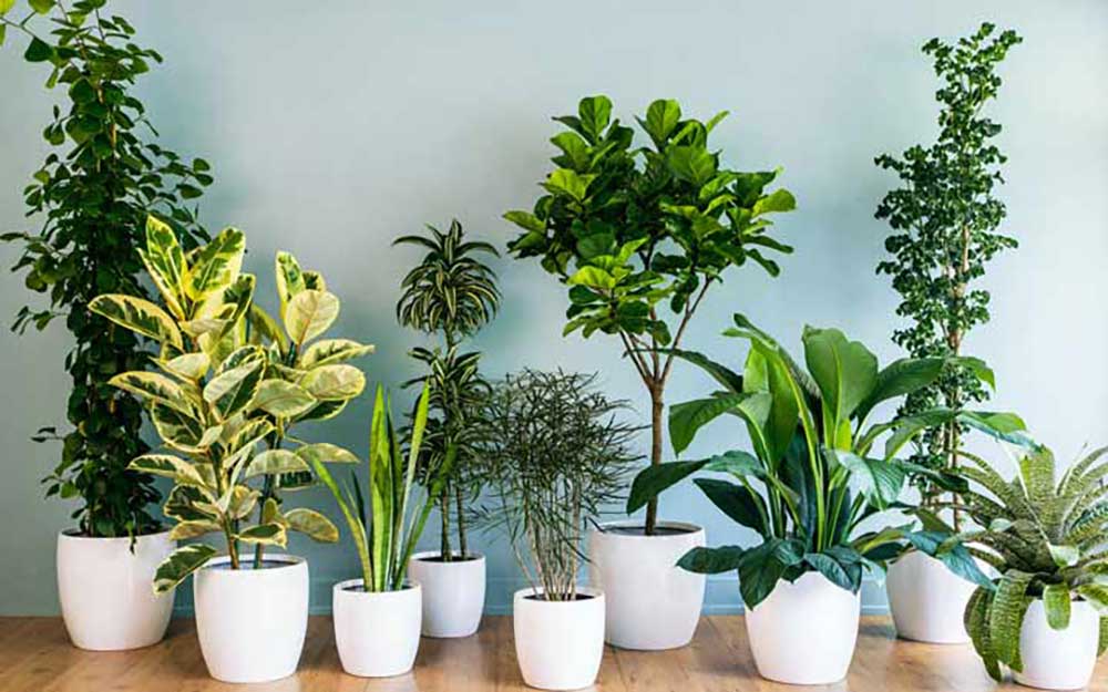 How do plants purify the air?
