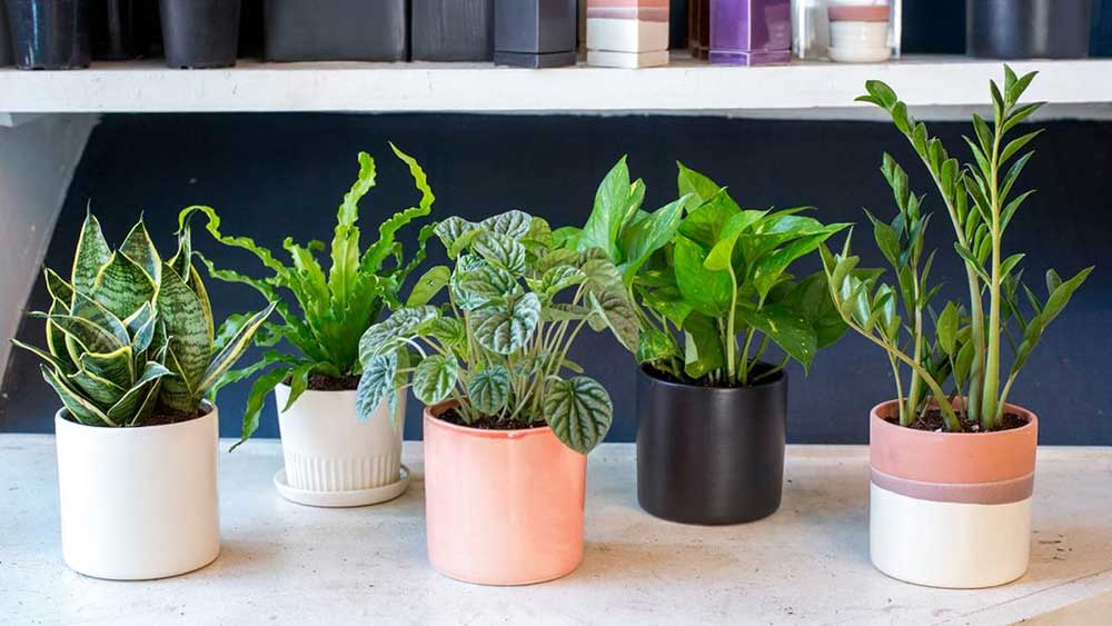  indoor plants useful for health