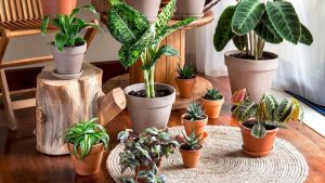 Indoor plants suitable for hot and dry weather