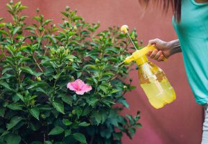 The best time to spray plants