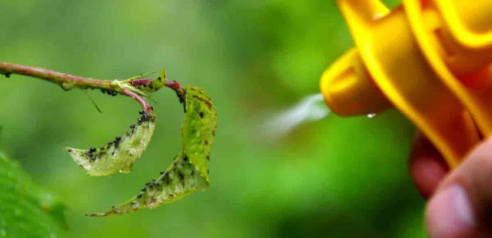 The best time to spray plants