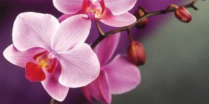 How to Care for Orchids