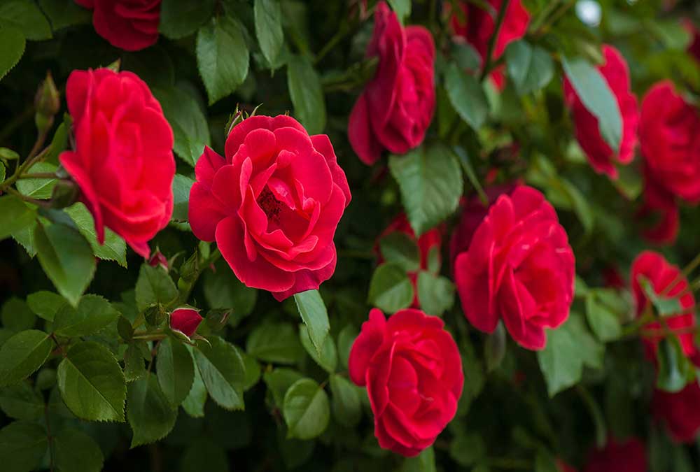 The Method of Planting and Propagating Roses