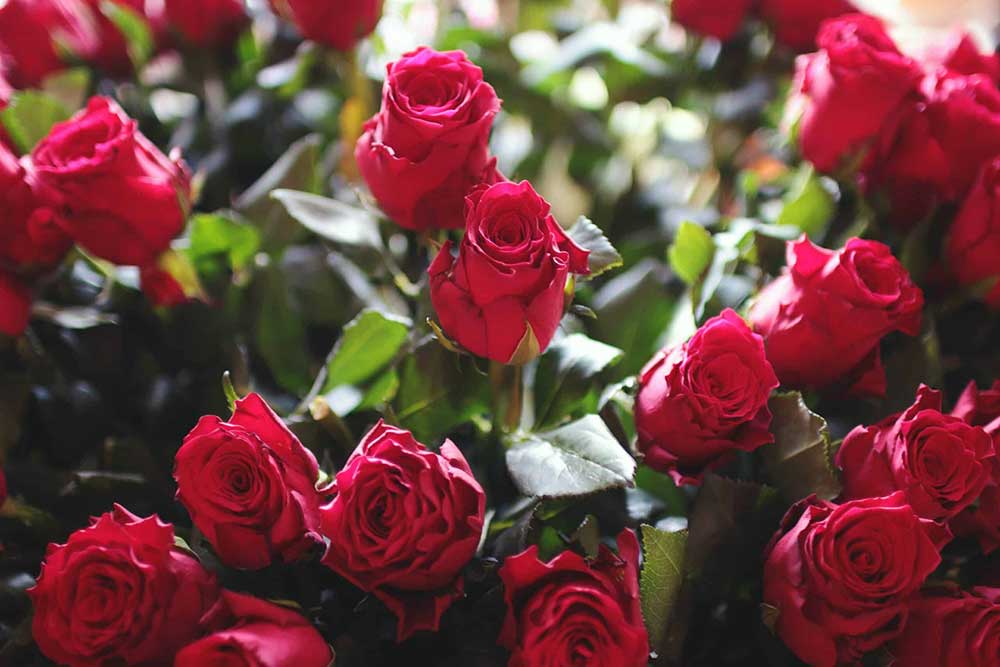 The Method of Planting and Propagating Roses