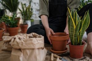 Changing the Plant Pot