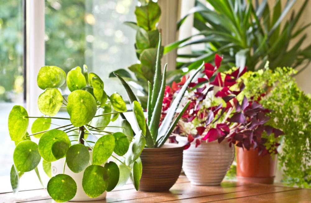 Reasons to Keep Flowers and Plants at Home