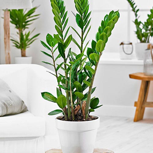 گیاه زاموفیلیا