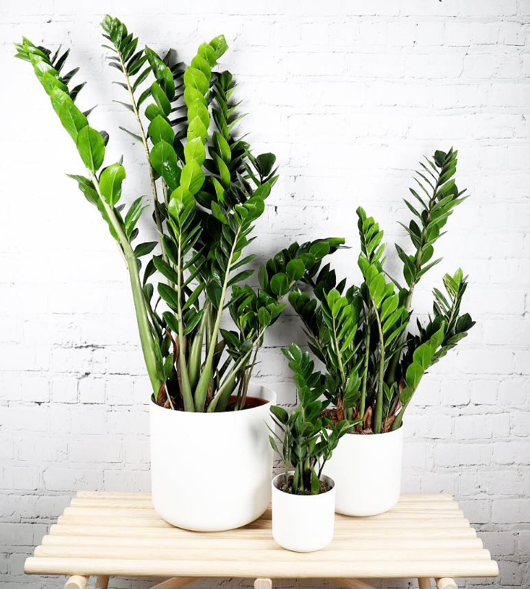 گیاه زاموفیلیا