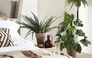 بهترین گیاهان برای اتاق خواب