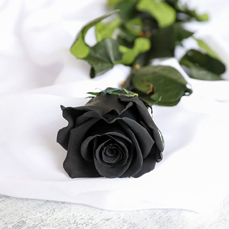 گل سیاه