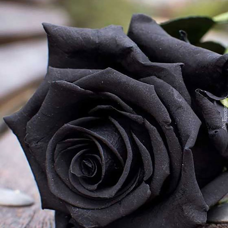 گل سیاه
