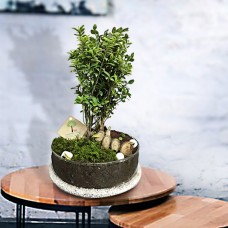 درخت بونسای شمشاد ژاپنیکا