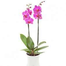 Charming pink orchid