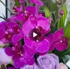 Send Flower and Gift to Iran